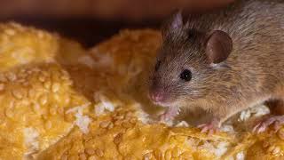 Interior Pest Control | Middletown NJ - Dynamic Pest Control LLC