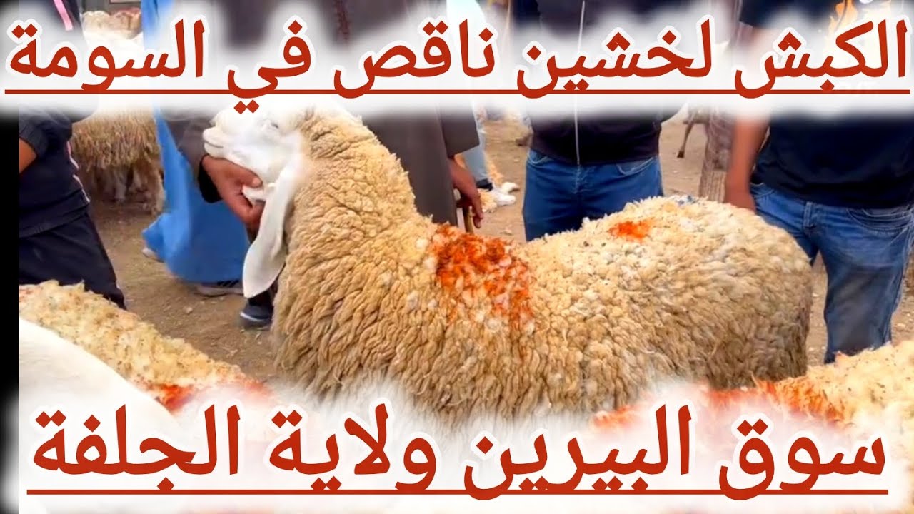 اسعار المواشي اليوم في سوق البيرين ولاية الجلفة 25جوان 2024/ الكباش لخشينة ناقصة في السومة اليوم