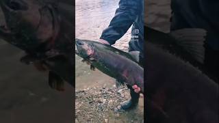 Поймал - отпусти! Трофейный кижуч!🐟🎣😆🙌💙 #nastikae #трофей #кижуч #воваловит