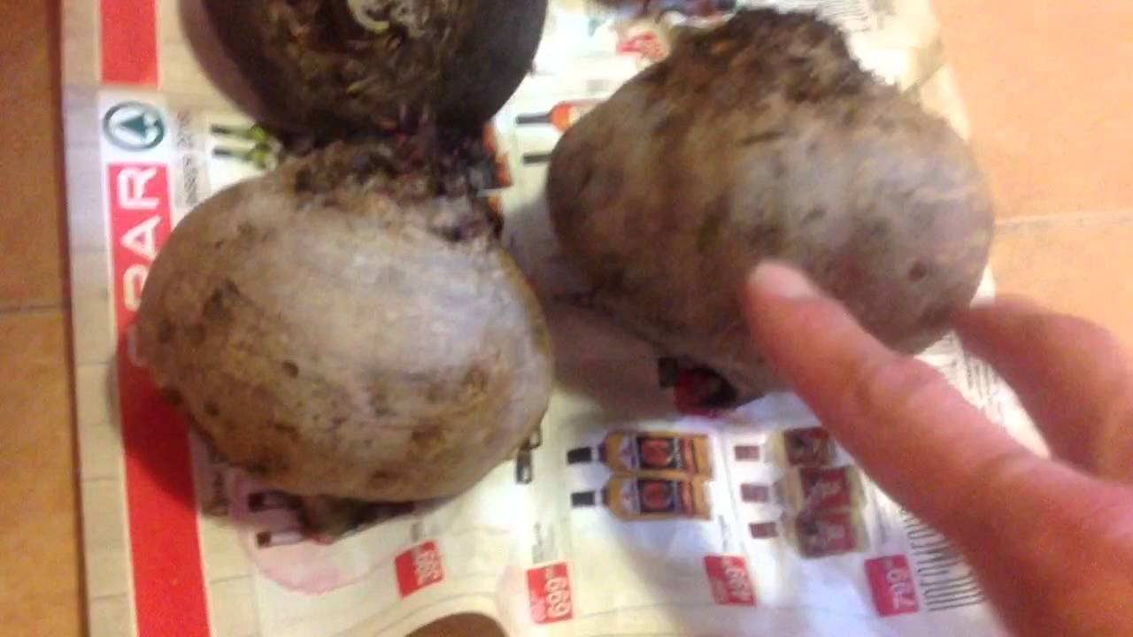 Как хранить свеклу в холодильнике