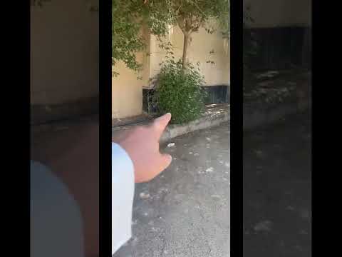 أسرع شجرة ظل للسيارات