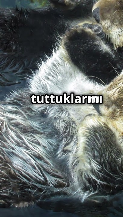 SU SAMURLARI #animals #animalshorts - YouTube