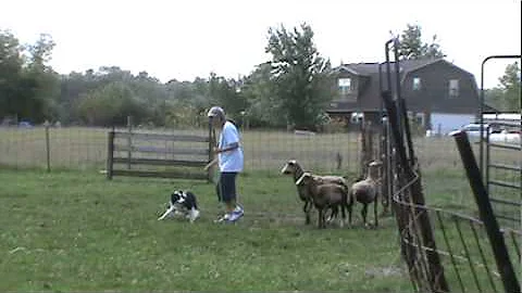 Tina Leach and her Border Collie, Riverrun's Jolly...