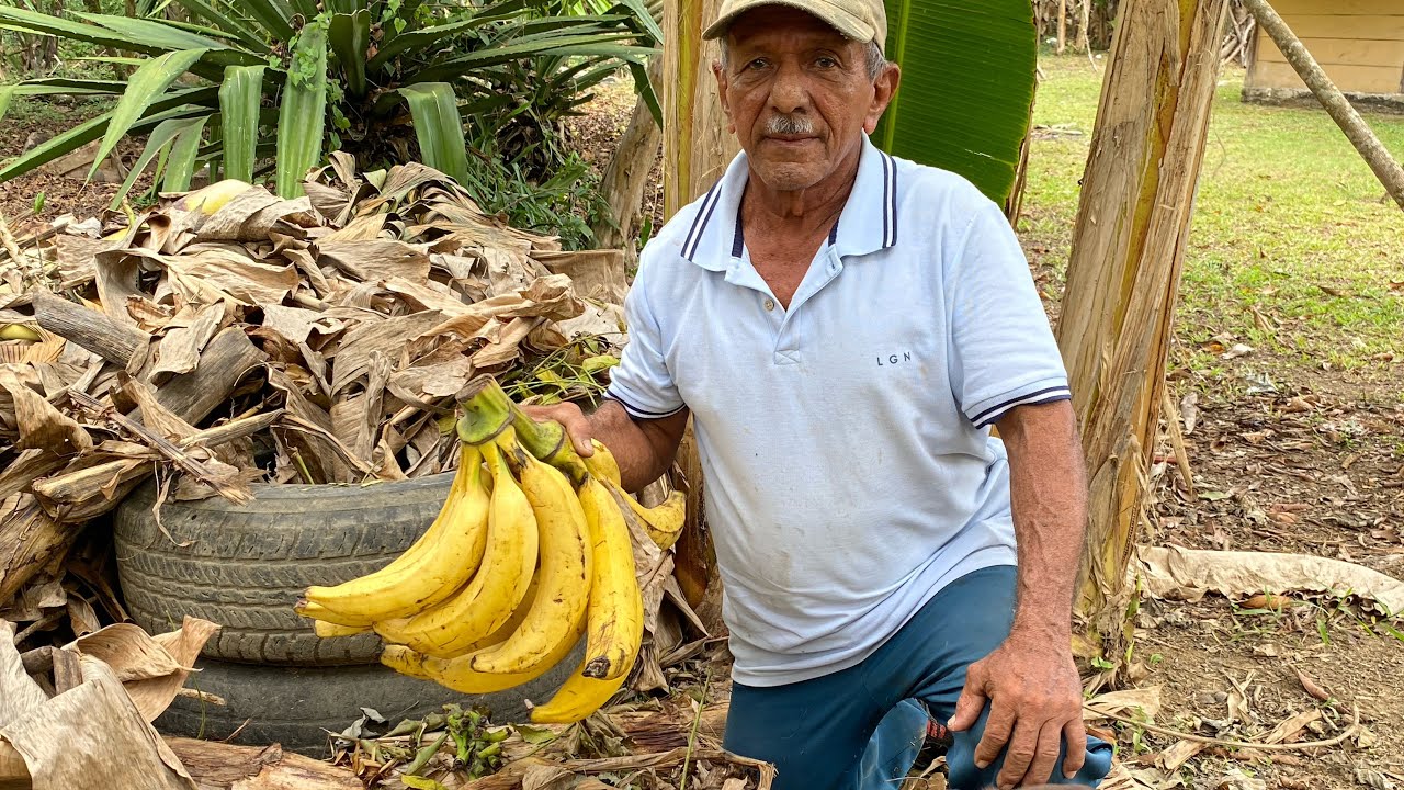 Como madurar plátanos de forma natural en poco Tiempo.