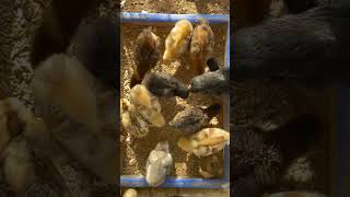 Chick Care From Another Mother by Indian Agri Farm 409 views 1 year ago 3 minutes, 25 seconds