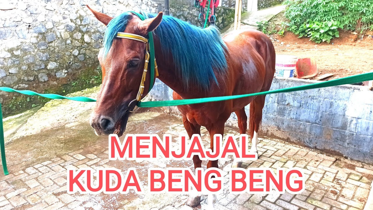 KUDA BENG BENG GMT GROUP MODE JAJAL.. SIAP BUAT ARAK ARAKAN