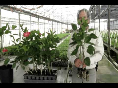 วีดีโอ: ถักเปีย Hibiscus Care - วิธีการสร้าง Hibiscus Braided Tree