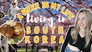 week in my life living in South Korea❥🇰🇷 cherry blossoms, my morning routine, Daegu april diaries