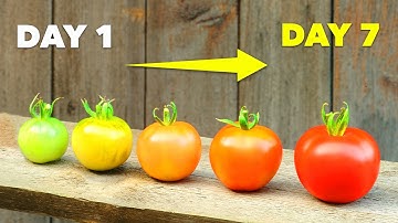 How to Ripen Green Tomatoes In Just 7 Days