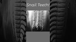 Today's Fact. (Snail Teeth)