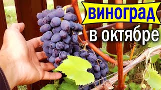 🔴🔴Виноград в Октябре. Снимаем Остатки Роскоши.