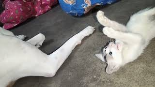 Funniest Cat & Dog Video ||Funny Animal Videos #catlover #doglover