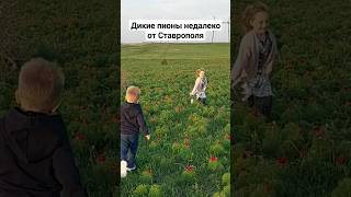 Радость детей на поле диких пионов #дети #дикиепионы #ставрополь #природа #закат