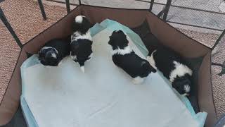 (Shih Tzu Zone) Month old puppies