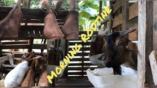 How I Feed My Goats/Early Morning Feeding Routine #boer #native #graded