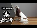 ГОЛУБИ КАПКАНЫ / КРАСНО ГРУДЫЕ ДВУХЧУБЫЕ ГОЛУБИ / PIGEONS / TAUBE  #Gulsarinfo