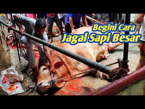 Cara Menjatuhkan Sapi Kurban: Proses Penyembelihan Sapi Besar Qurban 2023