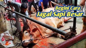 Cara Menjatuhkan Sapi Kurban: Proses Penyembelihan Sapi Besar Qurban 2023