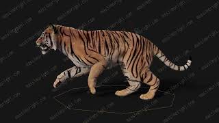 Tiger 2026 – Run Animation