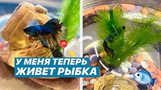 КУПИЛА СЕБЕ РЫБКУ 🐠