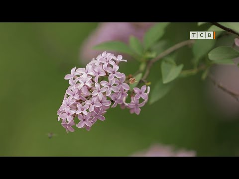 Любопытные факты о сирени