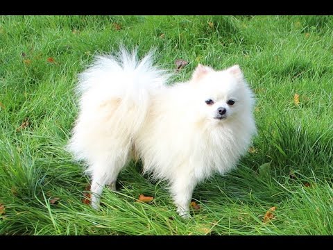 sleepy pomeranian pomeranian puppy is sleepy funnydog tv sleepy pomeranian pomeranian puppy is sleepy funnydog tv