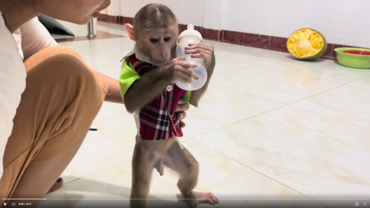 Baby monkey Miker drinking milk in the morning