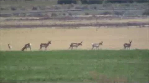 Utah Antelope/Pronghorn Hunt Shane Scott Outfitting