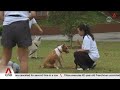 Cat and dog breeders see demand rise by up to 30% since 2019