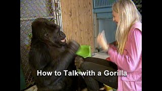 How to Talk with a Gorilla