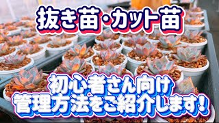 【夏の抜き苗･カット苗】の管理方法💖多肉初心者さんに知って欲しいこと☝️✨【多肉育て方】