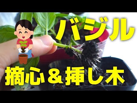 再生野菜 バジルを挿し木で苗を増やす方法と摘心のコツ リボベジ Youtube