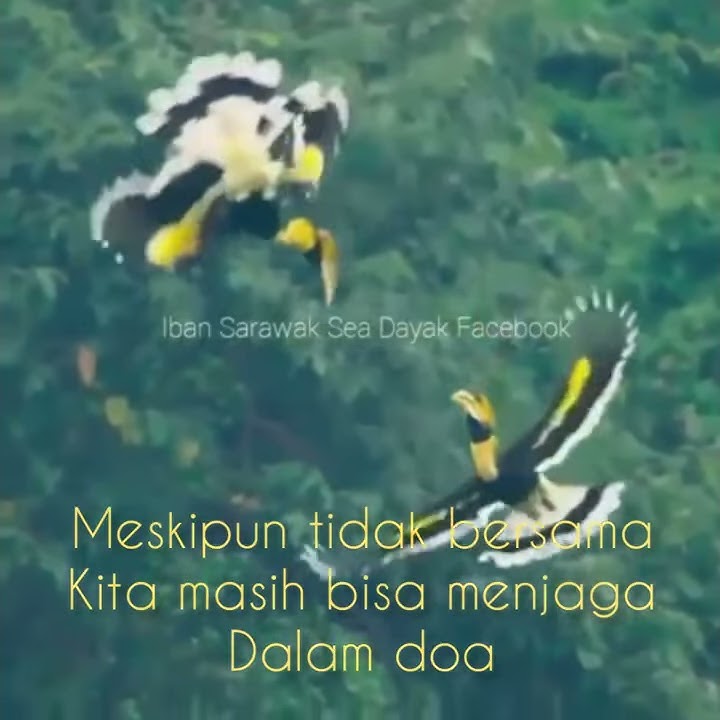 STORY W.A MUSIK SAPE DAYAK BORNEO