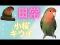 コザクラインコ:キウイ11才の日常🌈 前までなかったお菓子に気づく!興味津々!#ウロウロ #lovebird #parakeet