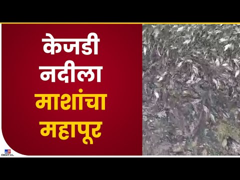 Beed River Fish | केज तालुक्यातील केजडी नदीला माशांचा महापूर- tv9