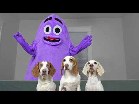 Dogs Steal Hamburgers from Grimace: Funny Dogs Maymo, Indie & Potpie