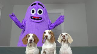 Dogs Steal Hamburgers from Grimace: Funny Dogs Maymo, Indie & Potpie by Maymo 565,650 views 7 months ago 2 minutes, 29 seconds