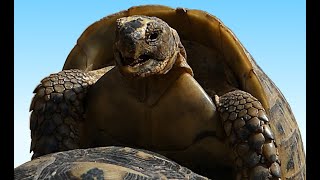 Mating Tortoises Resimi