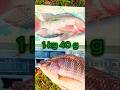 মনোসেক্স তেলাপিয়া মাছের পোনা বিক্রয় #shorts #ytshorts #youtubeshorts #fishing #fish