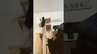 Daisy Kitten vs The Zip Tie