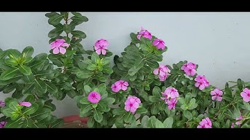 एकबीज पत्री एवं द्विबीज पत्री पुष्प को कैसे पहचानें।। How to identify Monocot and Dicot Flower.