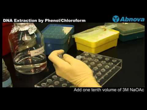 DNA Extraction by Phenol Chloroform