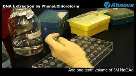 DNA Extraction by Phenol Chloroform
