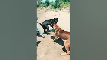 Cane Corsos Fight Shorts Pets 