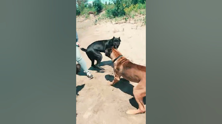 Cane Corsos Fight 😱 #shorts #pets