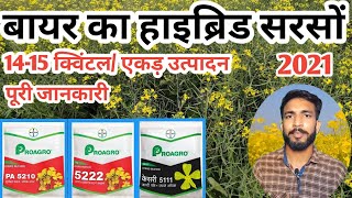 बायर हाइब्रिड सरसों || Bayar Hybrid Sarson  Ki Puri Jankari || 5210 || 5222 || 5111 || #Chhotakisan