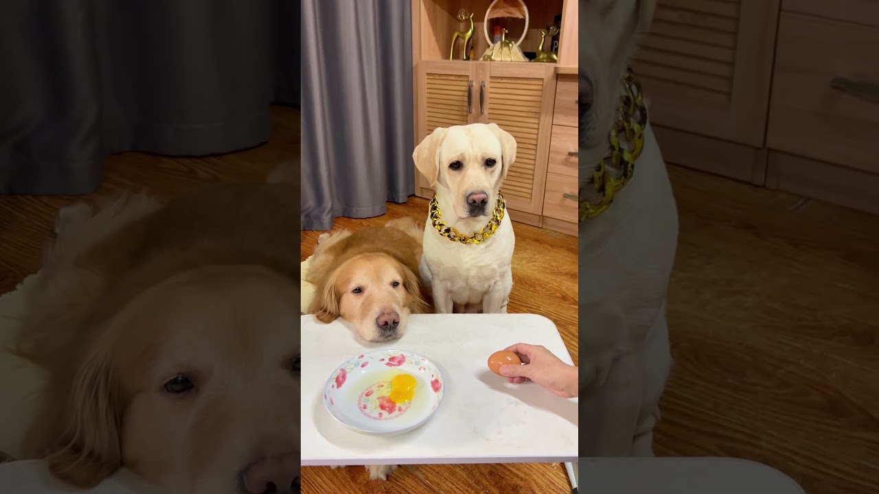 狗子：你也不怕给我敲傻了！Doggo: Aren't you afraid of making me stupid?#搞笑汪驾到#萌寵#寵物#搞笑#拉布拉多 #doglover #Labrador