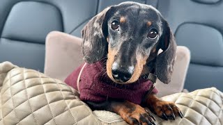 WHAT HAPPENS WHEN MINI DACHSHUND TAKES A RIDE IN THE CAR ? by Theo the Dachshund 5,335 views 1 month ago 1 minute, 41 seconds