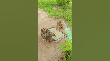Wow! Unique Bird Trap easy - quail trap #shorts #shortvideo #youtubeshorts