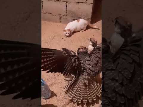 مواجهه صقر  قطه 